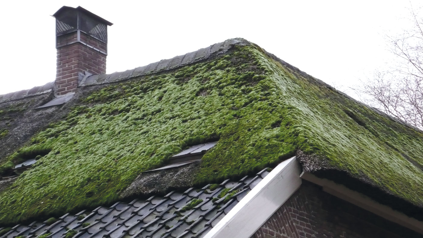 Verweerd rieten dak, waardoor mos en algen vrij spel hebben. Alleen integrale vervanging door nieuw riet is mogelijk.